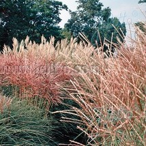 GIB Chinese Silver Grass New Hybrids Miscanthus 10 seeds - $9.00