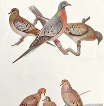 Passenger Pigeon Mourning Dove Birds Print Fuertes 1917 Color Plate Art DWX7A - £23.78 GBP