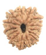 14 Mukhi Rudraksha / Fourteen Face Rudraksh - Nepal - 19.73 mm - IGL Cer... - $488.04 CAD
