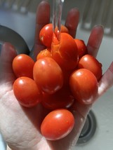 Free Shipping 200 Seeds Grape Tomato NON-GMO - £12.82 GBP