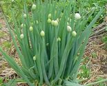 Simple Pack 400 seed Herb Welsh Onion (Allium Fistulosum) - $7.92