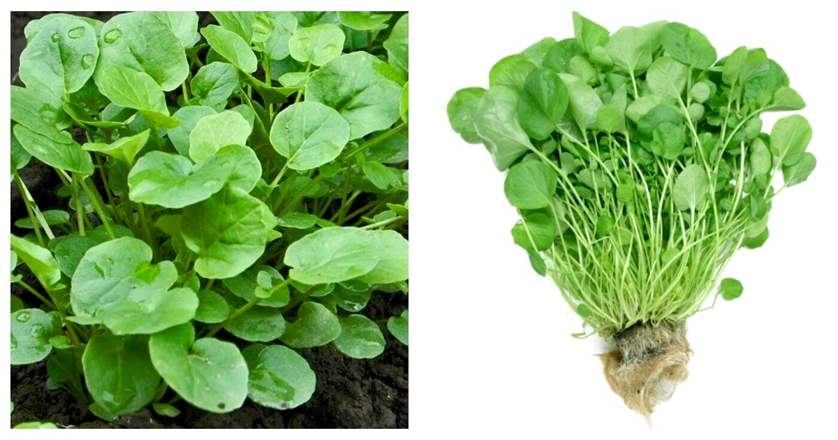 Primary image for 3,000 Seeds Upland Cress Seeds Fresh Garden Seeds FREE SHIP
