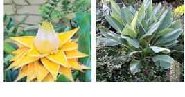Musella lasiocarpa - Chinese Dwarf Yellow Banana/Golden Lotus - Live Plant - £51.15 GBP