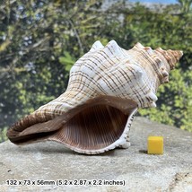 Natural Foxhead Giant Seashell - Genuine Shell for Display &amp; Photography... - $46.08