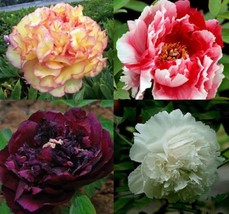 10 seeds Chinese Peony Flowers Seeds Rose Red Double Flowers - £13.19 GBP