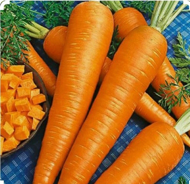 500 Danvers 126 Carrot Seeds - NON GMO - €6,05 EUR