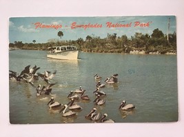 ✍️ collectible POSTCARD posted w/STAMP ✉️  FLAMINGO Everglades National ... - £1.91 GBP