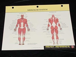 Human Muscular System Ready Reference unknown author - $9.99