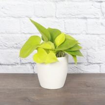 1 Pcs Neon Pothos - White Classic Pot - 4" Diameter Plant - Live Houseplant - £40.28 GBP