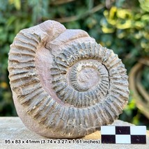 Rare Aegocrioceras capricornus Heteromorph Ammonite Fossil, Hauterivian, - $113.48