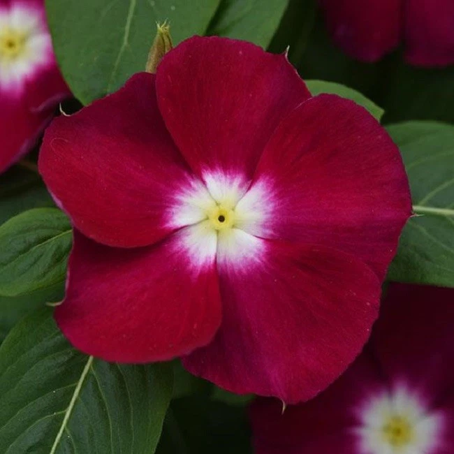 Vinca Seeds 50 Seeds Mediterranean XP Burgundy Halo NEW - $13.65