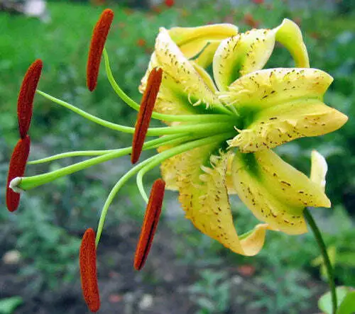 Lilium Henryi Var. Citranum Tiger Lily 10 Seeds Garden - £26.61 GBP