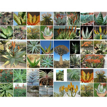 AQL 100 Of Aloe Mix Succulents Garden Plants - Seeds - £21.11 GBP