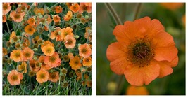 2.5&quot; Pot Totally Tangerine Geum Perennial Plant - Home and Garden - £24.77 GBP