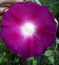 20 Seeds Pink Morning Glory Heirloom Fast Sprouting Heirloom Seeds Garden Aesthe - £6.84 GBP