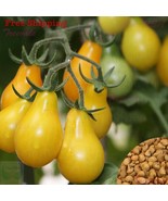 MBK 3 Tree Peony Seeds Fast Ship - $12.98