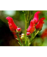 GIB Scrophularia macrantha | Redbirds in a Tree | 20 Seeds - £16.51 GBP