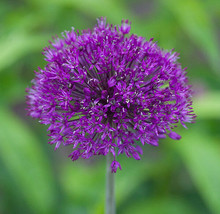 Allium Aflatunense Purple Sensation Seeds Fresh USA Fast Shipping - £12.03 GBP