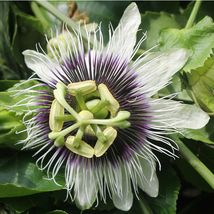 Passion Fruit Plants Possum Purple (2 Plants) Ships Prompt, Seeds R - £33.84 GBP
