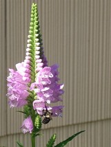 30 Obedient Plant Seeds Physostegia Virginiana New Fresh Garden - $10.80