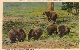Vintage Linen Unposted Postcard Grizzly Bear Family Yellowstone National Park - £15.88 GBP