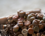 Living Stone Lithops Succulent 100 PCS Seeds - $20.22