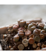 Living Stone Lithops Succulent 100 PCS Seeds - €17,44 EUR