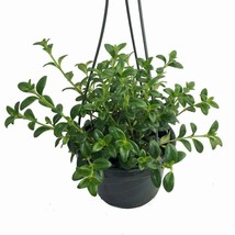 6&quot; Hanging Basket Goldfish Live Plant Blooms Frequently Flowers Garden - £62.54 GBP