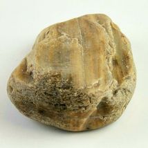 Petrified Wood South Dakota 14.1 oz 4” x 3" x 1" Stone Fossil Wooden Rock image 6
