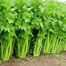 Bloomys 1000 Seeds Tall Utah Celery Seeds Organic Heirloom Vegetable Sum... - $10.38