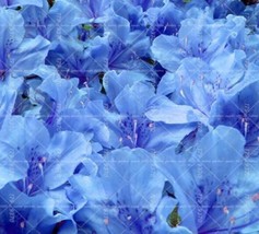 Sims Azalea Rhododendron Seeds Light Blue - £6.85 GBP