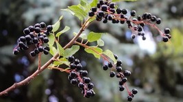 Fresh 10 Chokecherry (Bitter) Cherry Seeds for Garden - €6,88 EUR