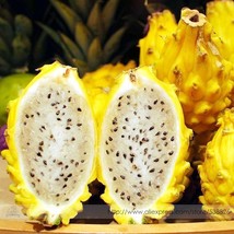 PWO Fresh Heirloom Yellow Dragon Fruit Hybrid Pitaya Seeds - £2.65 GBP