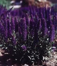 50+ Veronica Porphyriana Purple Perennial Flower Seeds - $14.19