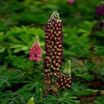 20 Seeds Purple/Pink Lupine Lupin Flower Exotic Bush Bed Plant Fresh Garden USA  - £12.35 GBP