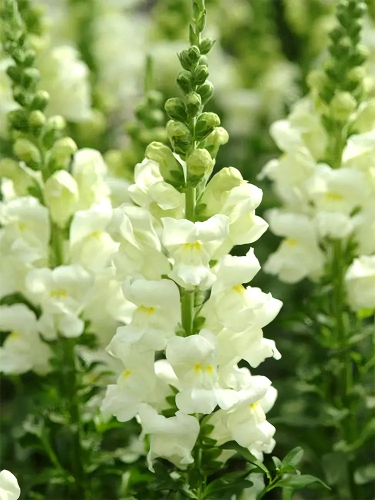 Tall White Snapdragon (500-5000 seeds) stunning elegant white blooms - £9.43 GBP+