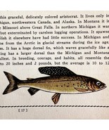 Grayling 1939 Fresh Water Fish Art Gordon Ertz Color Plate Print PCBG20 - $29.99