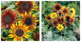 100 Seeds Sunflower DWARF MARDI GRAS 36&quot; Tall Finches Butterflies Love - £16.83 GBP