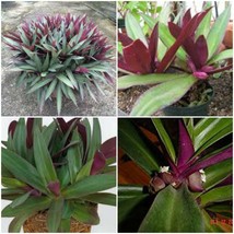 Tradescantia Spathacea~Boat Lily~Moses in the Cradle~Oyster Plant - $29.58