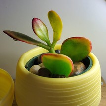 Jade Succulent in Yellow Self-Watering Pot, Live Plant Hummel's Sunset Crassula image 5