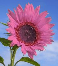 50+ Deep Pink Sunflowers Huge Planting Sunflower Seeds Garden Large Flowers - £13.38 GBP