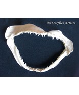 Ocean Surf Shark Jaw in Shadowbox – Authentic Display - $157.92 CAD