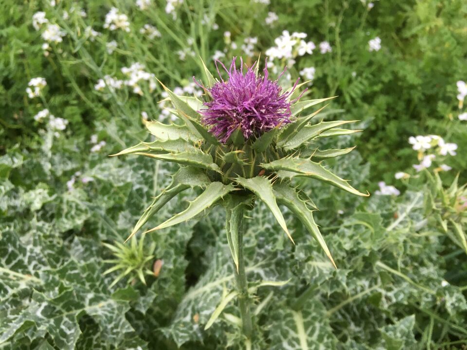 HSeeds 40 Milk Thistle Seeds, Organic, Silybum Marianum Medicinal &amp; Orna... - $2.37