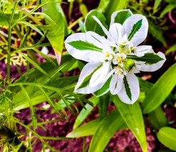 THJAR 50+ Mountain Snow Flower Seeds For Planting Euphorbia Marginata - $17.92