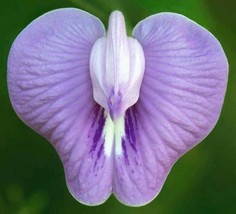 Clitoria Macrophylla Pigeonwing Poik Tak Katen 10 Seeds Gardening Beautiful USA  - $23.90