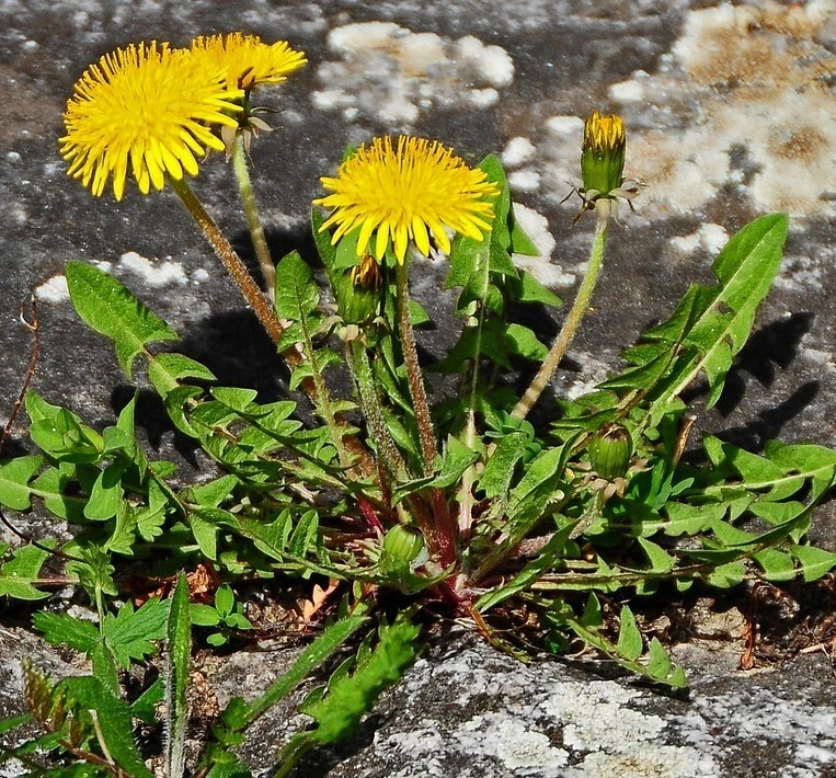 BStore 100 Dandelion Taraxacum Officinale Organically Grown Seeds Starte... - €8,53 EUR
