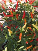 Prik Kee Noo Chili Pepper, 5 seeds (Ch 064) - £2.39 GBP