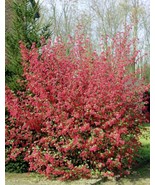 Ribes Sanguineum Red Flowering Currant 10 Seeds Garden Beautiful USA Seller - £15.88 GBP