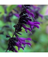 50 Purple Black Salvia Seeds Flower Seed Perennial Flowers Hummingbird - £8.70 GBP