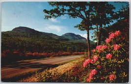 Vintage 1962 Blue Ridge Parkway Virginia Catawba Rhododendron Postcard - £11.37 GBP